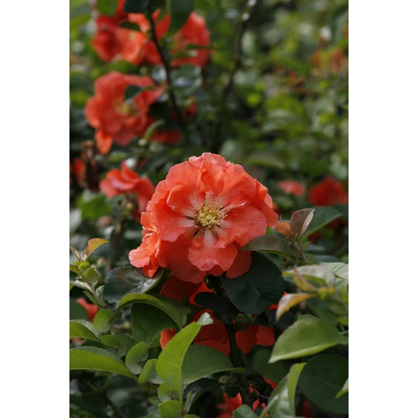 Proven Winners Direct Double Take Peach Quince