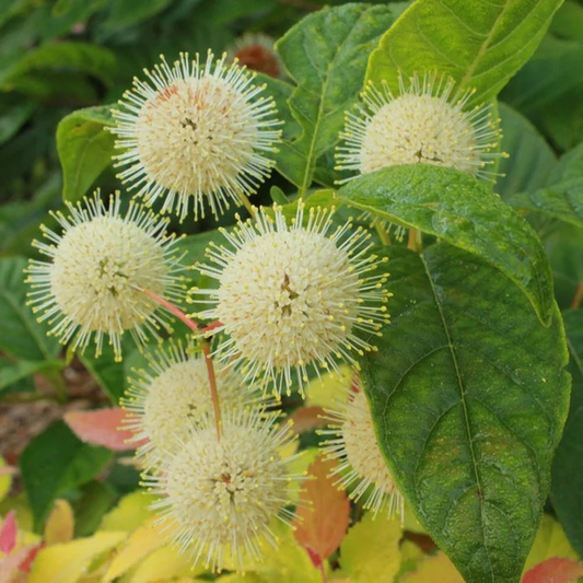 Proven Winners Direct Sugar Shack Buttonbush (Cephalanthus)