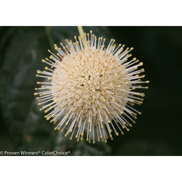 Proven Winners Direct Sugar Shack Buttonbush (Cephalanthus)