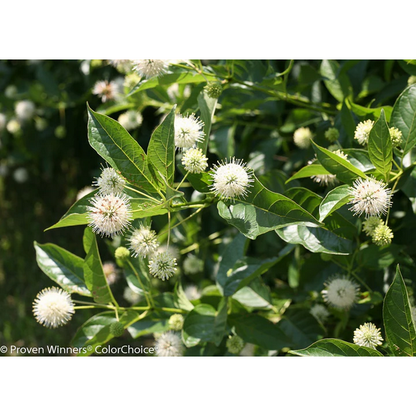 Proven Winners Direct Sugar Shack Buttonbush (Cephalanthus)