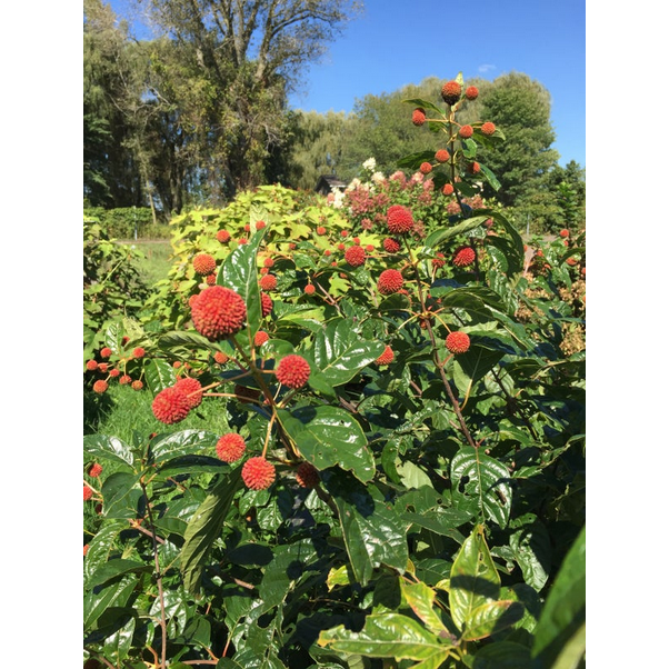 Proven Winners Direct Sugar Shack Buttonbush (Cephalanthus)