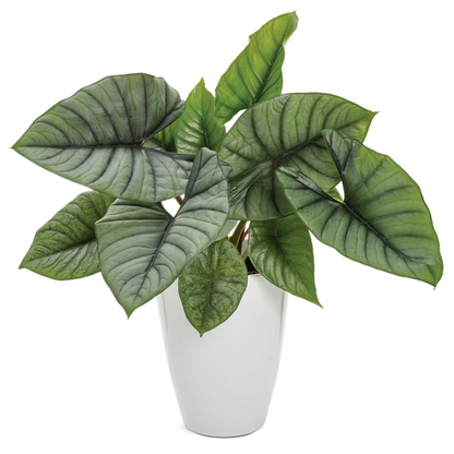 Proven Winners Direct Mythic Quicksilver Elephant Ear (Alocasia reginae)