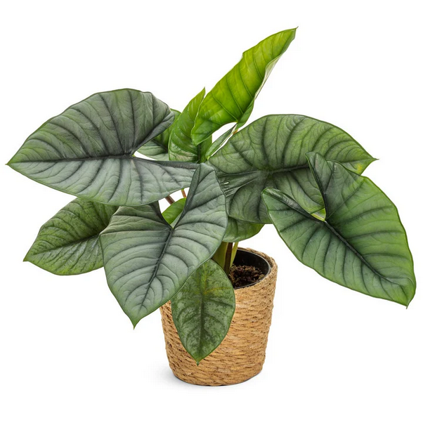 Proven Winners Direct Mythic Quicksilver Elephant Ear (Alocasia reginae)