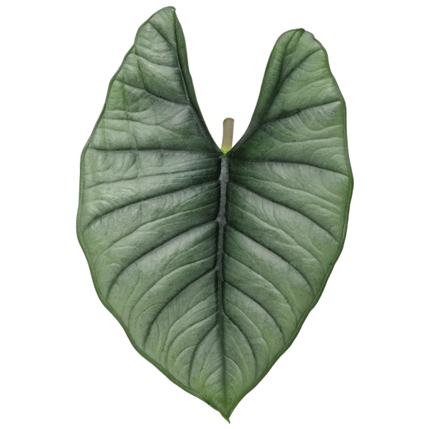 Proven Winners Direct Mythic Quicksilver Elephant Ear (Alocasia reginae)