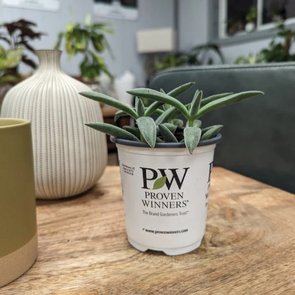 Proven Winners Direct leafjoy littles Pretty in Pewter (Crassula mesembryanthemoides) - New Proven Winners Product 2024