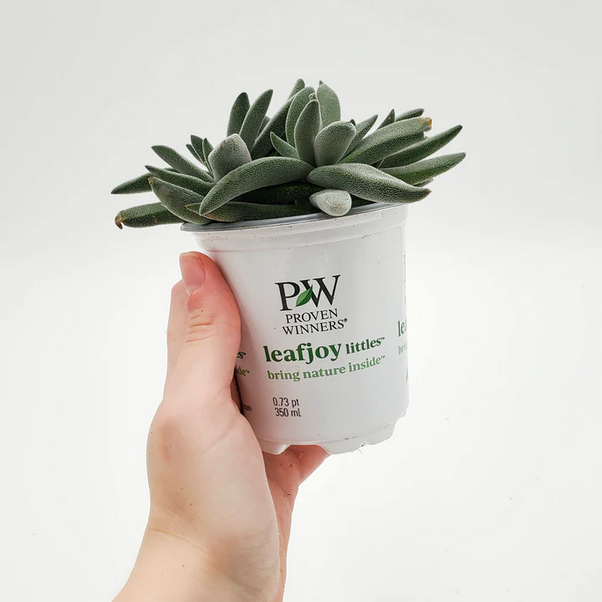 Proven Winners Direct leafjoy littles Pretty in Pewter (Crassula mesembryanthemoides) - New Proven Winners Product 2024