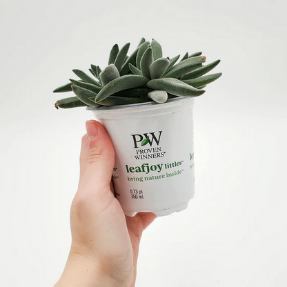 Proven Winners Direct leafjoy littles Pretty in Pewter (Crassula mesembryanthemoides) - New Proven Winners Product 2024