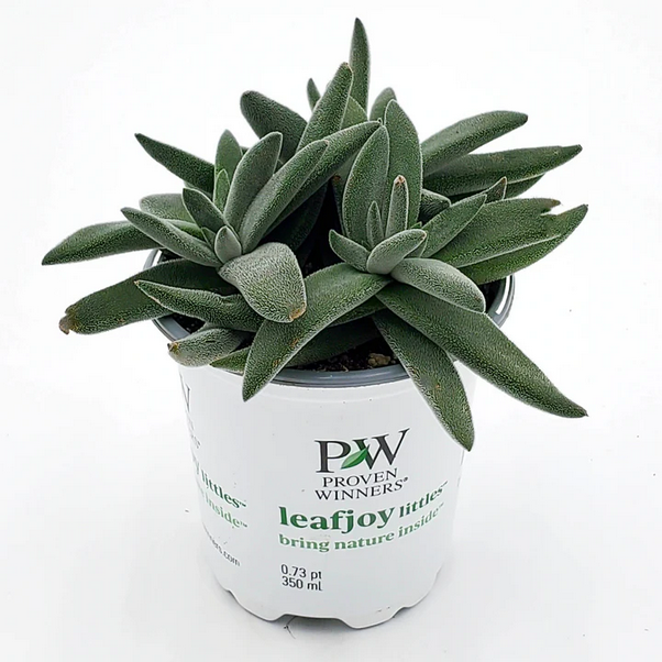 Proven Winners Direct leafjoy littles Pretty in Pewter (Crassula mesembryanthemoides) - New Proven Winners Product 2024