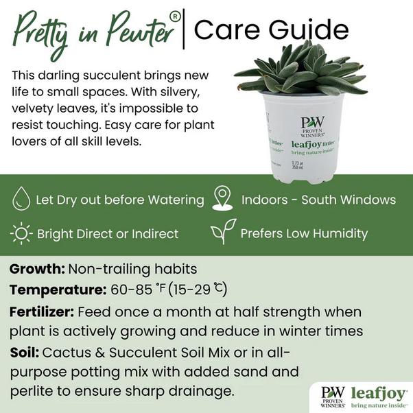 Proven Winners Direct leafjoy littles Pretty in Pewter (Crassula mesembryanthemoides) - New Proven Winners Product 2024