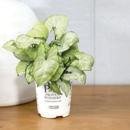 Proven Winners Direct leafjoy littles Falling Arrows White Butterfly Arrowhead Vine (Syngonium podophyllum) - New Proven Winners Product 2024