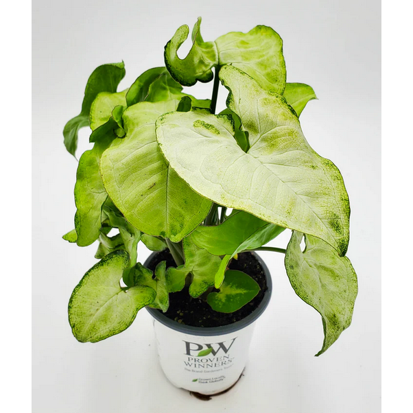 Proven Winners Direct leafjoy littles Falling Arrows White Butterfly Arrowhead Vine (Syngonium podophyllum) - New Proven Winners Product 2024