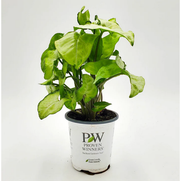 Proven Winners Direct leafjoy littles Falling Arrows White Butterfly Arrowhead Vine (Syngonium podophyllum) - New Proven Winners Product 2024