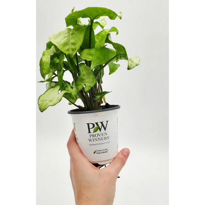 Proven Winners Direct leafjoy littles Falling Arrows White Butterfly Arrowhead Vine (Syngonium podophyllum) - New Proven Winners Product 2024