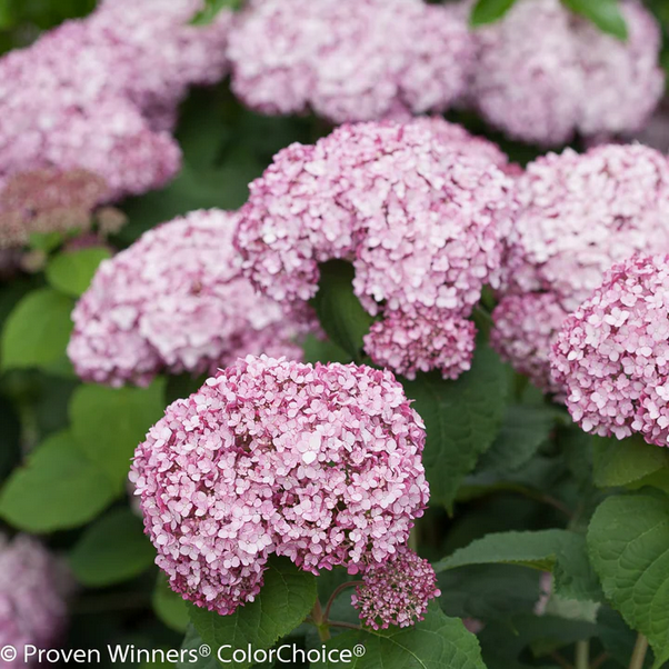 Proven Winners Direct Incrediball Blush Smooth Hydrangea (Arborescens)