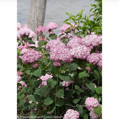 Proven Winners Direct Incrediball Blush Smooth Hydrangea (Arborescens)