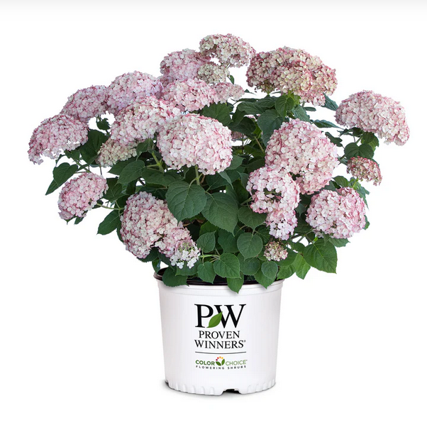 Proven Winners Direct Incrediball Blush Smooth Hydrangea (Arborescens)