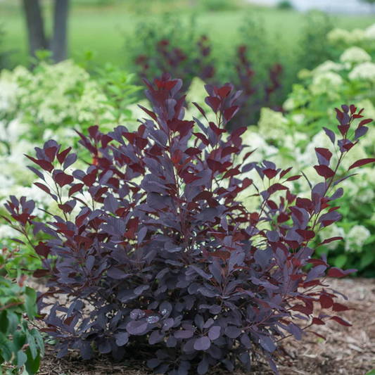 Proven Winners Direct Winecraft Black Smokebush (Cotinus)