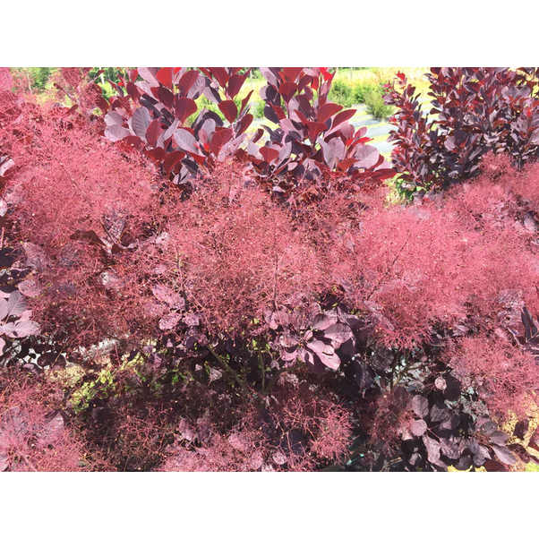 Proven Winners Direct Winecraft Black Smokebush (Cotinus)