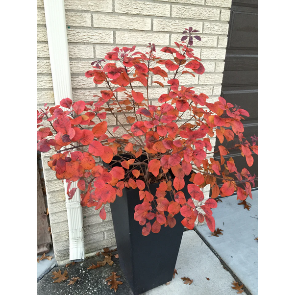 Proven Winners Direct Winecraft Black Smokebush (Cotinus)