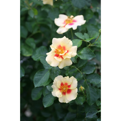 Proven Winners Direct Ringo Rose (Rosa)