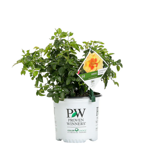 Proven Winners Direct Ringo Rose (Rosa)