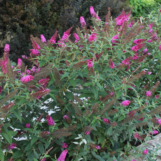 Proven Winners Direct 'Miss Molly' Butterfly Bush (Buddleia)