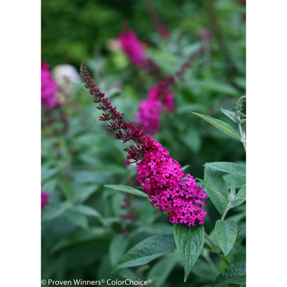 Proven Winners Direct 'Miss Molly' Butterfly Bush (Buddleia)