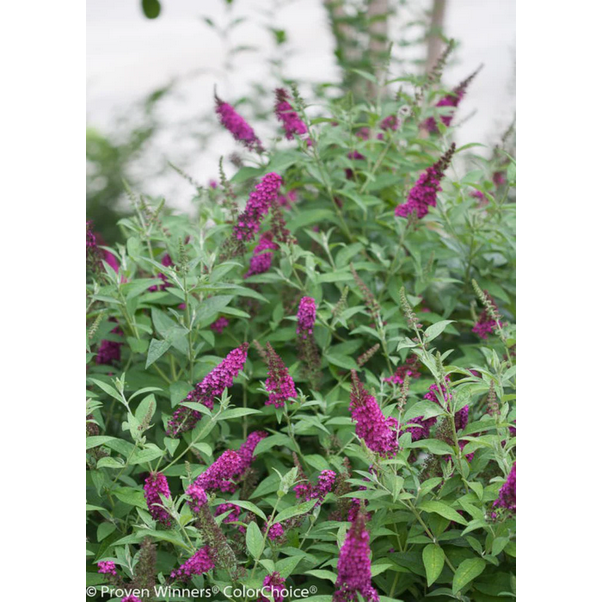 Proven Winners Direct 'Miss Molly' Butterfly Bush (Buddleia)