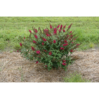 Proven Winners Direct 'Miss Molly' Butterfly Bush (Buddleia)