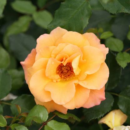 Proven Winners Direct Suñorita Landscape Rose (Rosa)