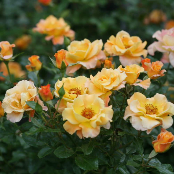 Proven Winners Direct Suñorita Landscape Rose (Rosa)