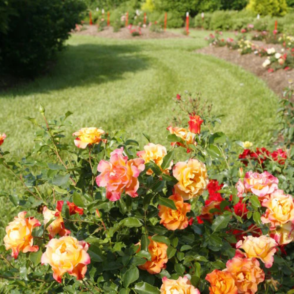 Proven Winners Direct Suñorita Landscape Rose (Rosa)