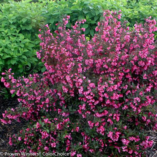 Proven Winners Direct Wine & Roses Reblooming (Weigela)