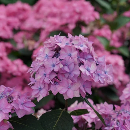 Proven Winners Direct Let's Dance Can Do! Reblooming Hydrangea (Serrata)