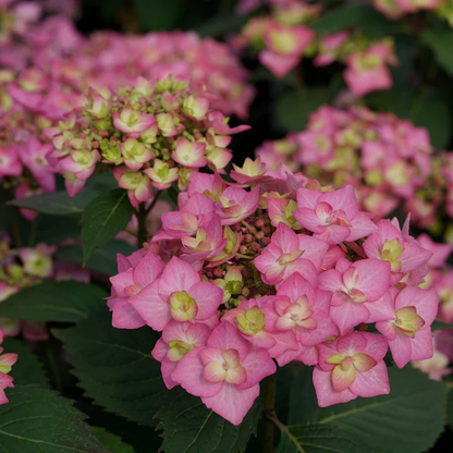 Proven Winners Direct Let's Dance Can Do! Reblooming Hydrangea (Serrata)