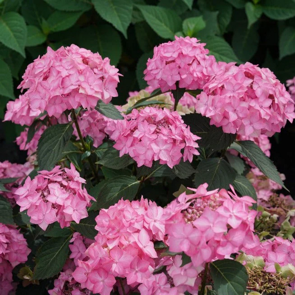 Proven Winners Direct Let's Dance Can Do! Reblooming Hydrangea (Serrata)