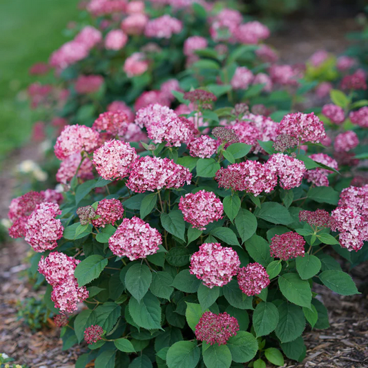 Proven Winners Direct Invincibelle Ruby Smooth Hydrangea (Arborescens)