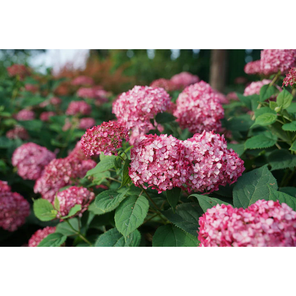 Proven Winners Direct Invincibelle Ruby Smooth Hydrangea (Arborescens)