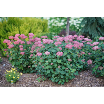 Proven Winners Direct Invincibelle Ruby Smooth Hydrangea (Arborescens)