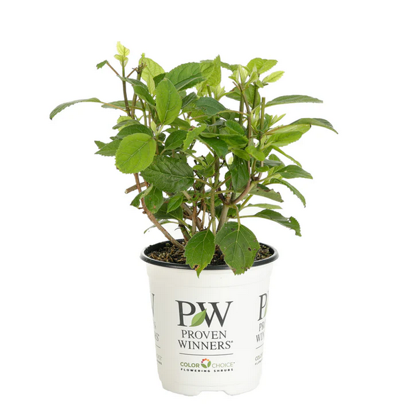 Proven Winners Direct Invincibelle Ruby Smooth Hydrangea (Arborescens)