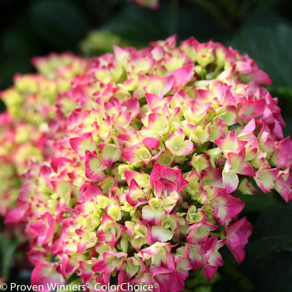 Proven Winners Direct Cityline Paris Bigleaf Hydrangea (Macrophylla)