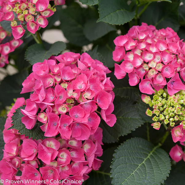 Proven Winners Direct Cityline Paris Bigleaf Hydrangea (Macrophylla)