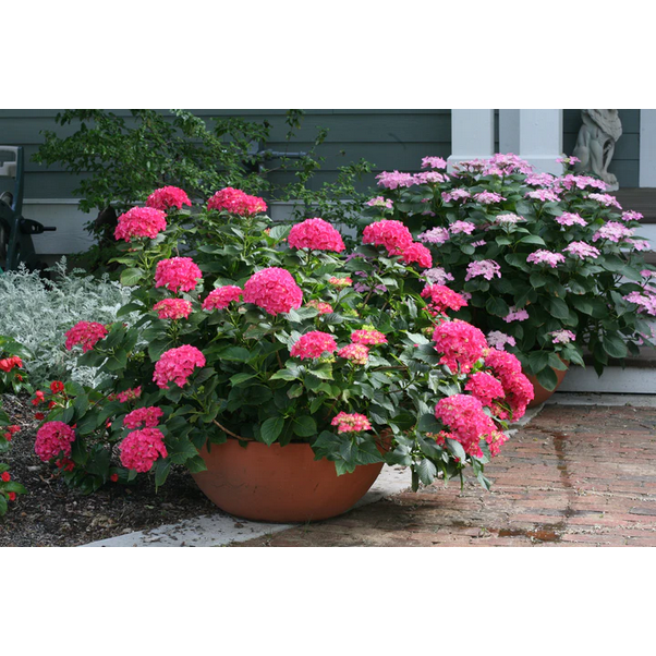 Proven Winners Direct Cityline Paris Bigleaf Hydrangea (Macrophylla)