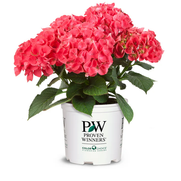 Proven Winners Direct Cityline Paris Bigleaf Hydrangea (Macrophylla)