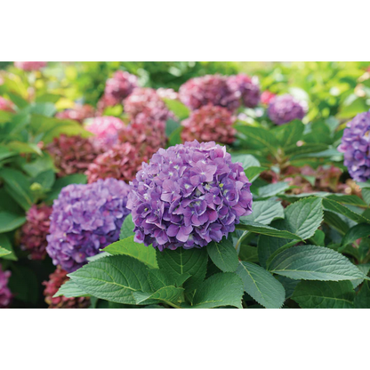 Proven Winners Direct Let's Dance ¡Arriba! Reblooming Hydrangea (Serrata)