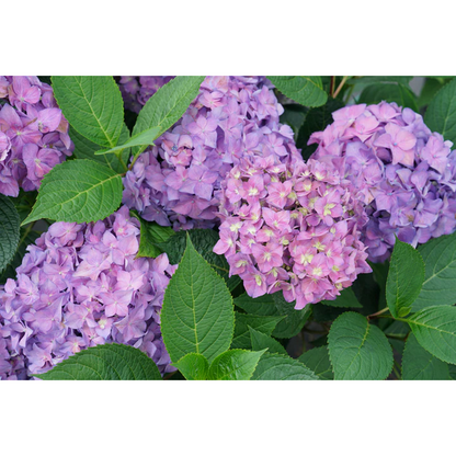 Proven Winners Direct Let's Dance ¡Arriba! Reblooming Hydrangea (Serrata)