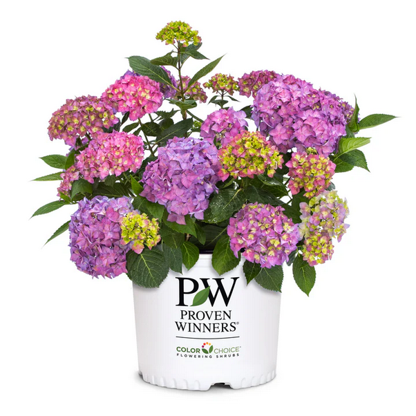 Proven Winners Direct Let's Dance ¡Arriba! Reblooming Hydrangea (Serrata)