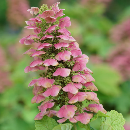 Proven Winners Direct Gatsby Pink Oakleaf Hydrangea (Quercifolia)