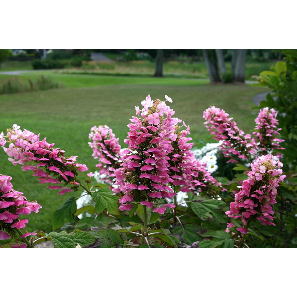 Proven Winners Direct Gatsby Pink Oakleaf Hydrangea (Quercifolia)