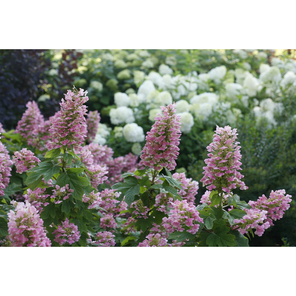 Proven Winners Direct Gatsby Pink Oakleaf Hydrangea (Quercifolia)